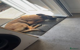 Mixed Breed dogs for sale: Belgian malinois X german shepherd  - Image 5
