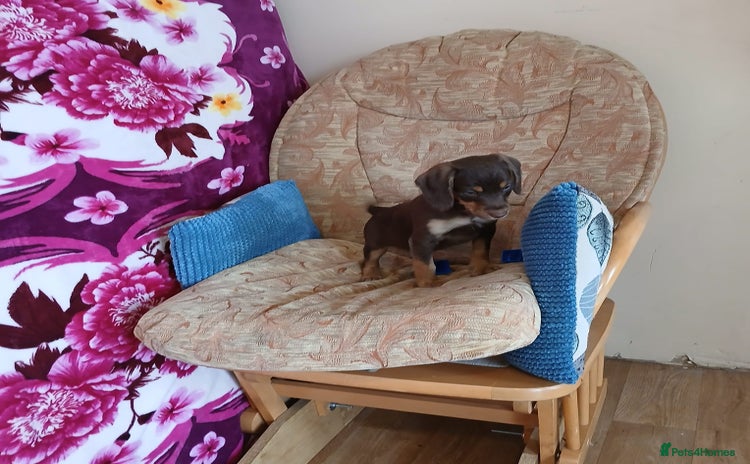 Doxiepoo dogs - Advert 4