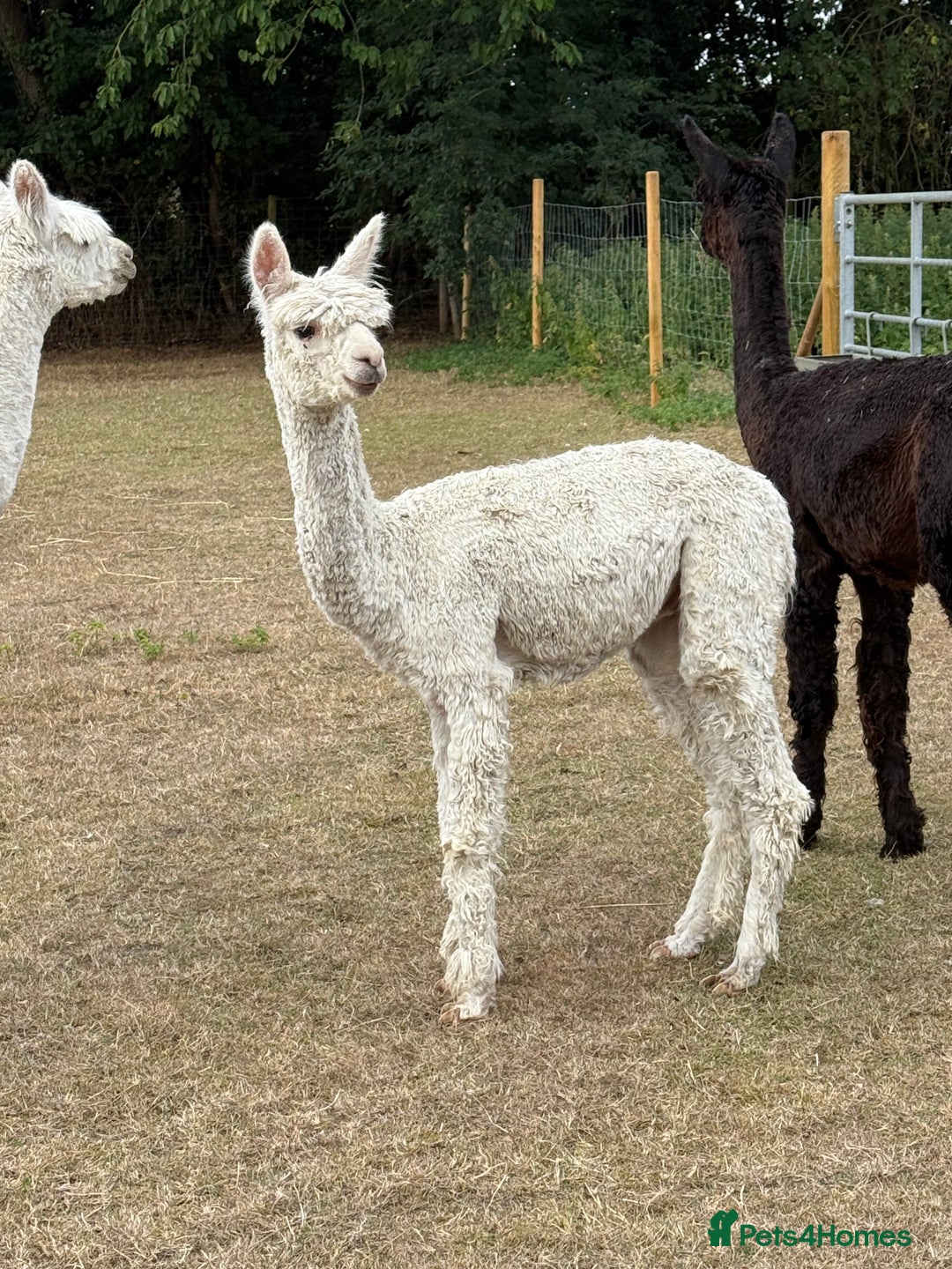 Alpaca livestock for sale: Pet Male Alpacas For Sale - Advert 5