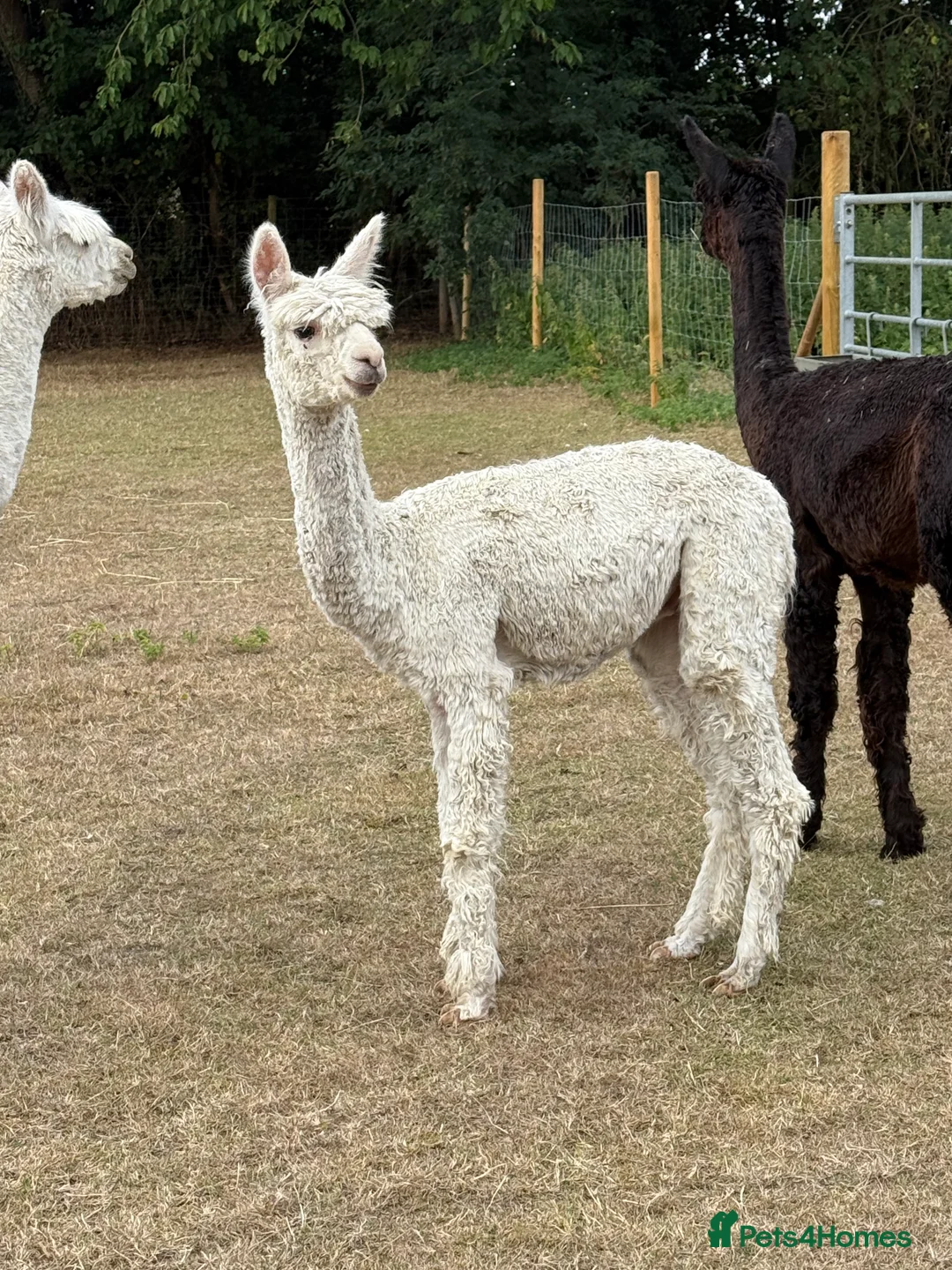 Alpaca livestock for sale: Four Pet Male Alpaca - Advert 5