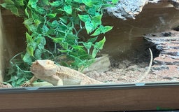 Bearded Dragon reptiles for sale: Male fire dragon.  - Advert 3
