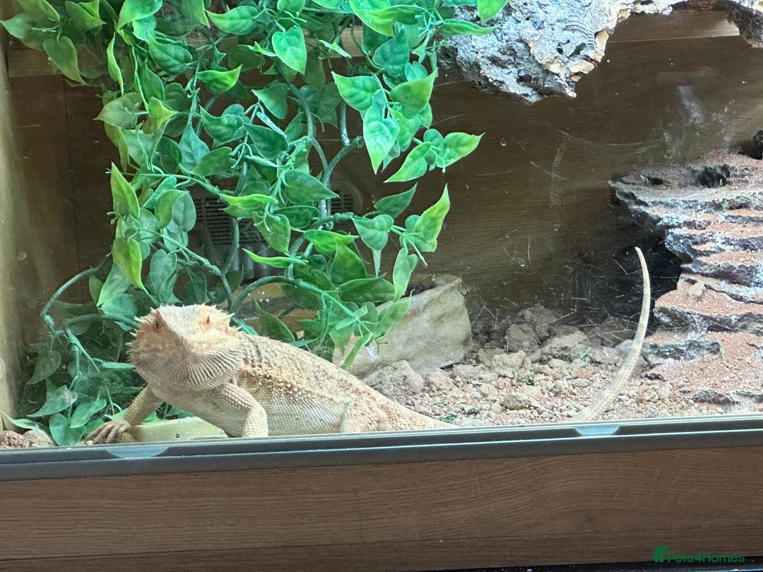 Bearded Dragon reptiles for sale: Male fire dragon.  - Advert 3