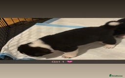 Akita dogs for sale:  American/ Japanese Akitas - Advert 4