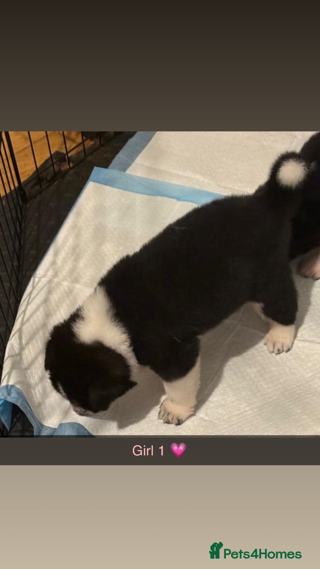 Akita dogs for sale:  American/ Japanese Akitas - Advert 4