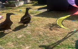Mixed Breed birds for sale: Runner ducks - Image 3