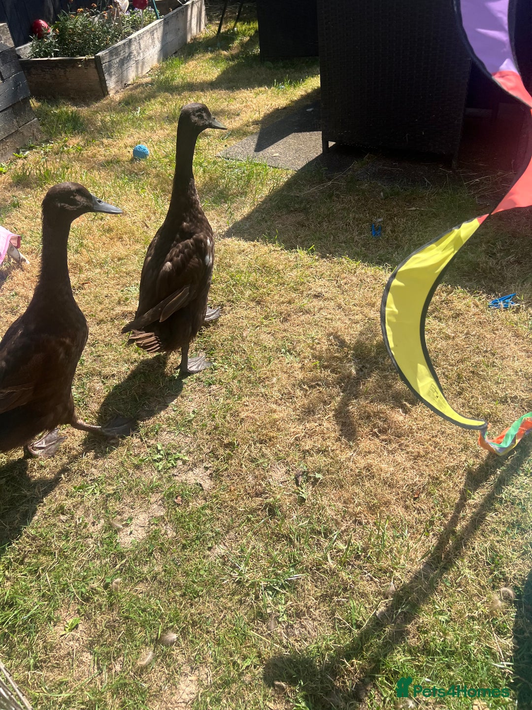 Mixed Breed birds for sale: Runner ducks - Image 3