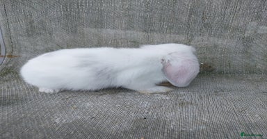 Mini Lop rabbits - Advert 4