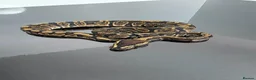 Python Snake reptiles for sale: Regius pythons/ ball pythos - Advert 18