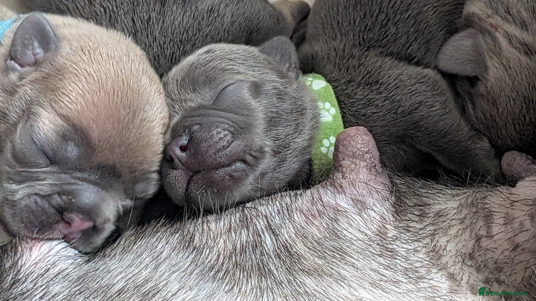 French Bulldog dogs for sale: Stunning French bulldog puppies 🐕 - Image 39