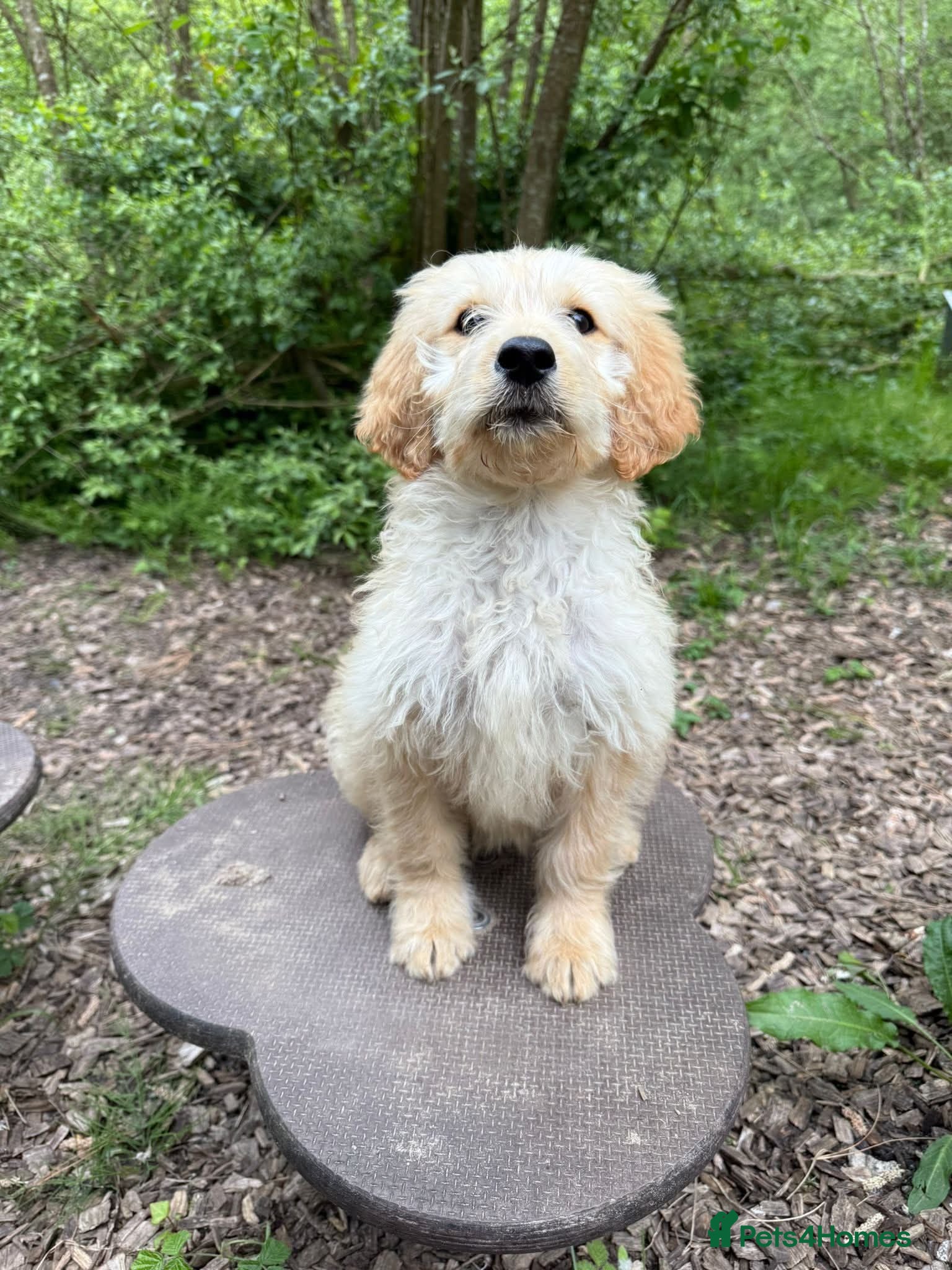 Goldendoodle dogs Beautiful Trained Goldendoodle Male Puppy - Advert 2