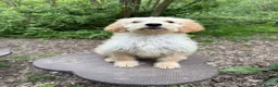 Goldendoodle dogs for sale: Beautiful Trained Goldendoodle Male Puppy - Advert 2