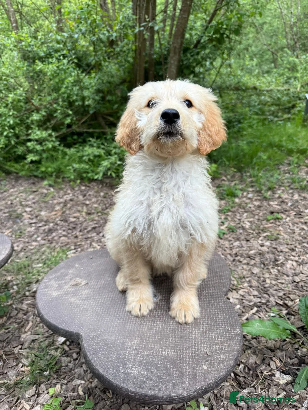 Goldendoodle dogs for sale: Beautiful Trained Goldendoodle Male Puppy - Advert 2