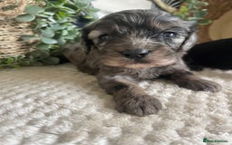 Cavapoo dogs for sale: STUNNING DNA TESTED CAVAPOOS - Image 8