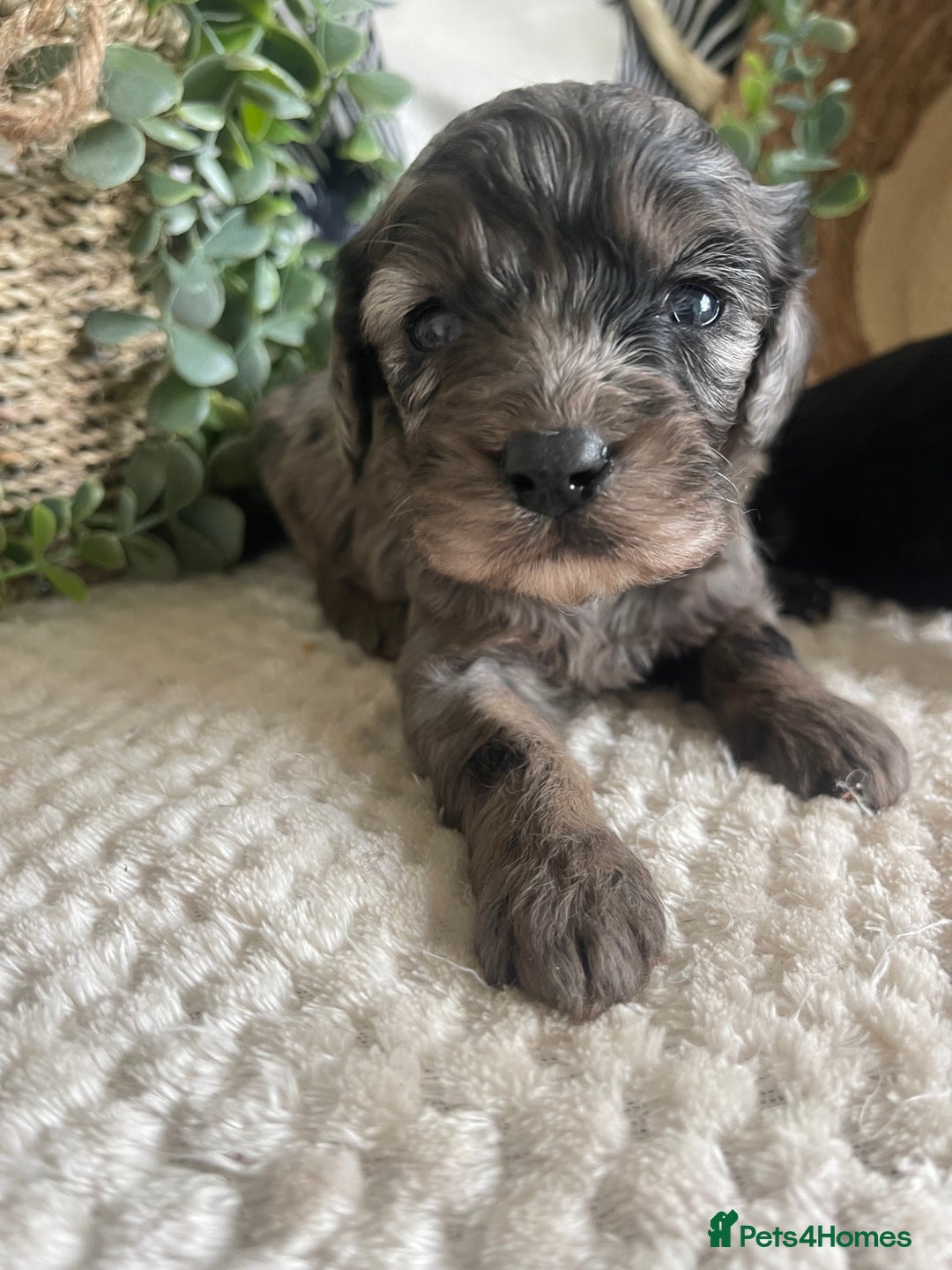 Cavapoo dogs for sale: STUNNING DNA TESTED CAVAPOOS - Image 8