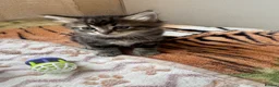 Mixed Breed cats for sale: Adorable kittens 4 tabbies and 2 black  in Harlow - Advert 9