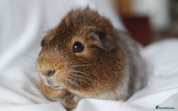 Guinea Pig rodents for sale: Pair of Baby Brothers | Guinea Pigs  - Image 2