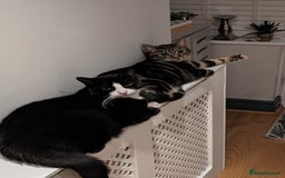Mixed Breed cats for sale: Mixed Breed Tabby For Sale - Image 3