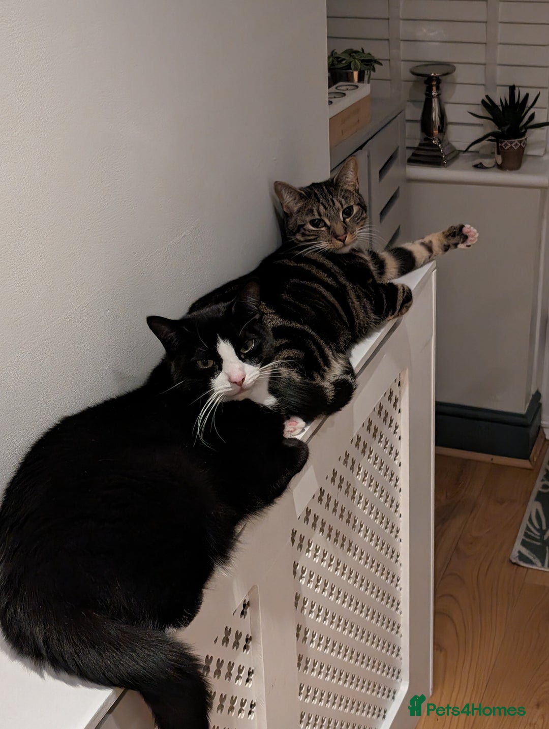Mixed Breed cats for sale: Mixed Breed Tabby For Sale - Image 3