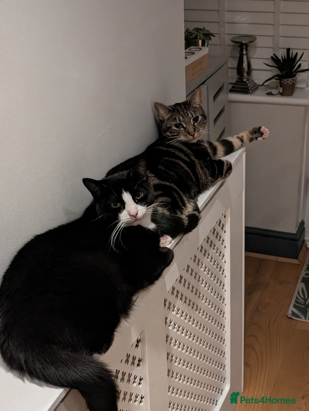 Mixed Breed cats for sale: Mixed Breed Tabby For Sale - Advert 3