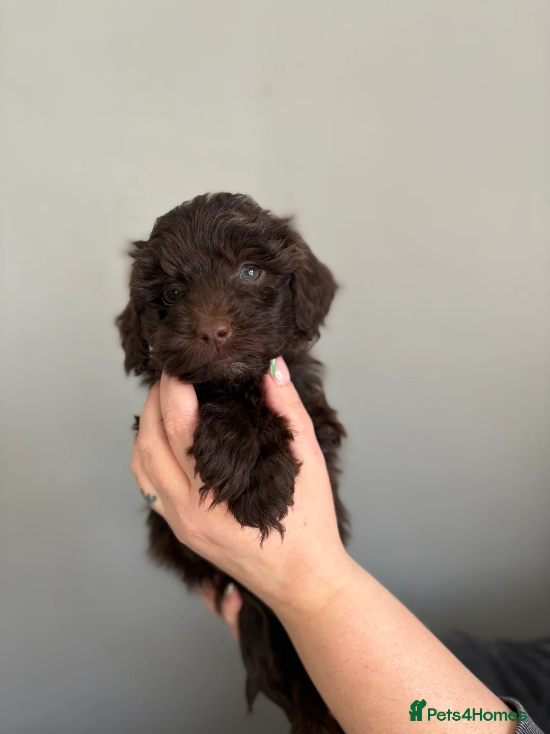 Cockapoo dogs for sale: Stunning F1B Cockapoo Puppies - Advert 2