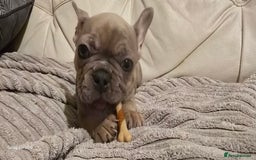 French Bulldog dogs for sale: Elsa Girl - Image 11