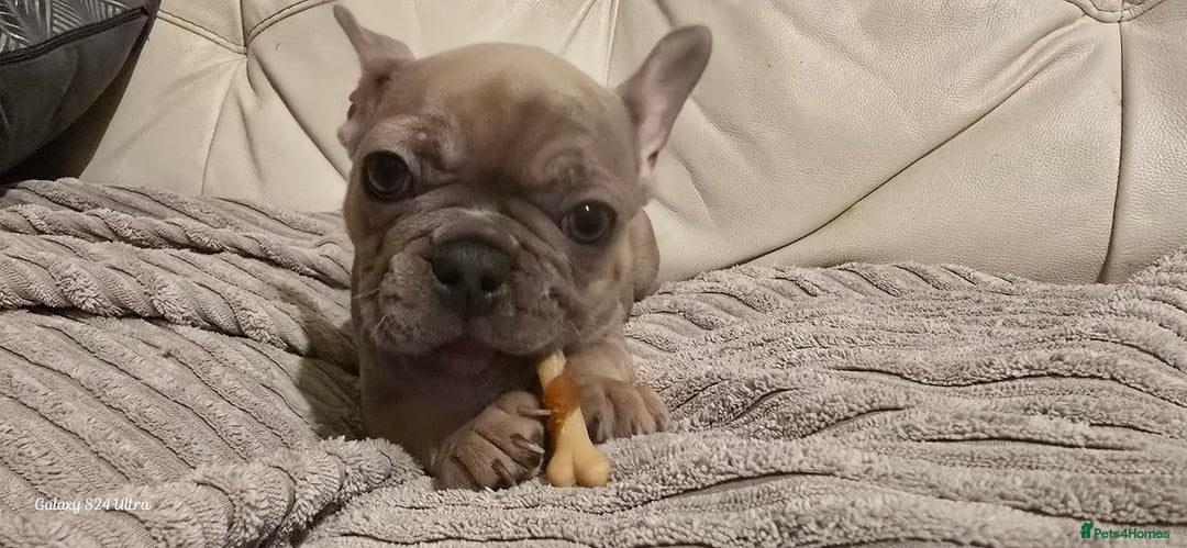 French Bulldog dogs for sale: Elsa Girl - Image 11
