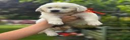 Golden Retriever dogs for sale: KC Cream litter from great health tested parents  - Advert 36