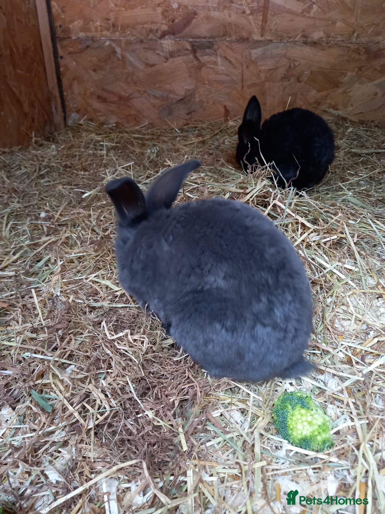 Mini Lop rabbits for sale: Mini plush lops - Advert 5