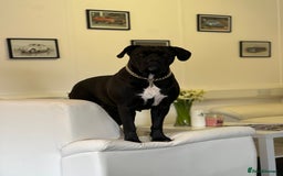 Cane Corso dogs for sale: Yuki X Aries Russian Champ Bloodline Puppies - Image 8