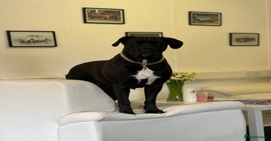 Cane Corso dogs Yuki X Aries Russian Champ Bloodline Puppies - Advert 6