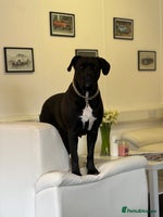 Cane Corso dogs Yuki X Aries Russian Champ Bloodline Puppies - Advert 6