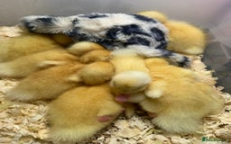 Canaries birds for sale: Pekin ducklings  - Image 1