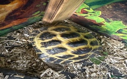 Tortoise reptiles for sale: African leopard & horsefield tortoises  - Image 2