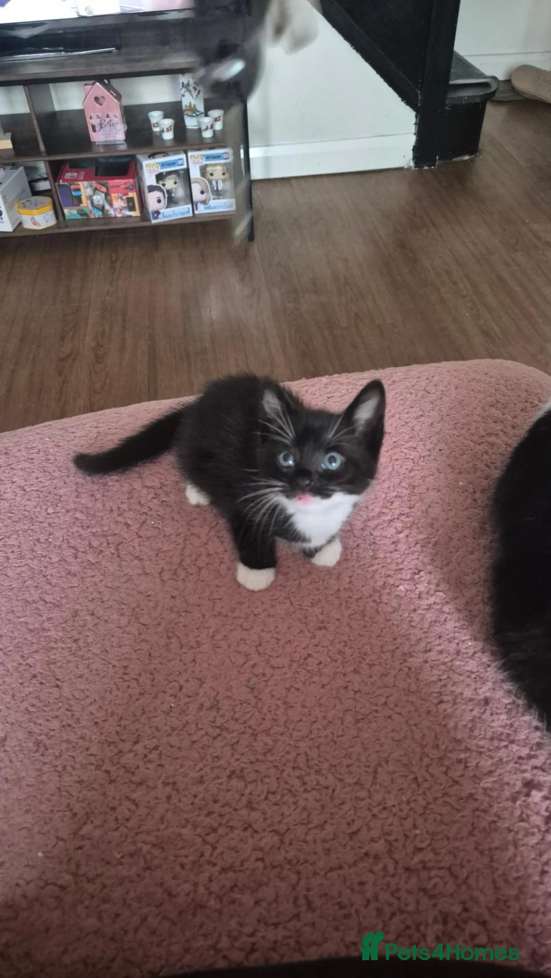 Mixed Breed cats for sale: Friendly kittens available  - Advert 2