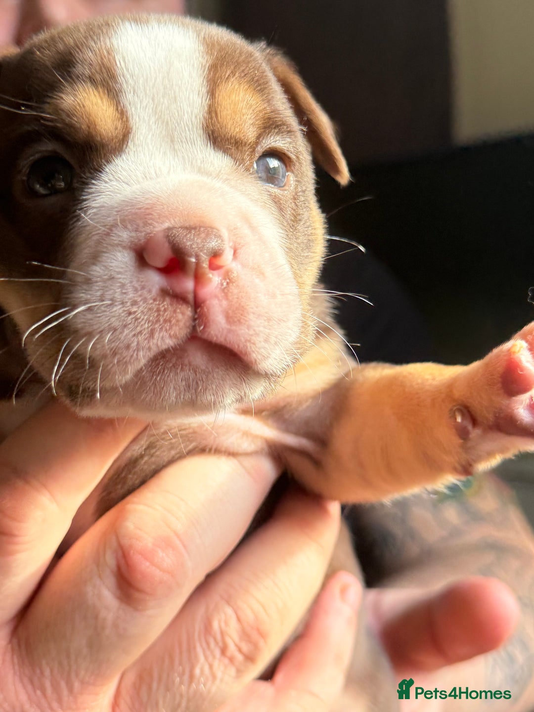 Mixed Breed dogs for sale: Stunning English bulldog mix pocket bully  - Image 22