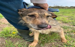 Mixed Breed dogs for adoption: Dana (2) Norwich Norfolk  - Image 8