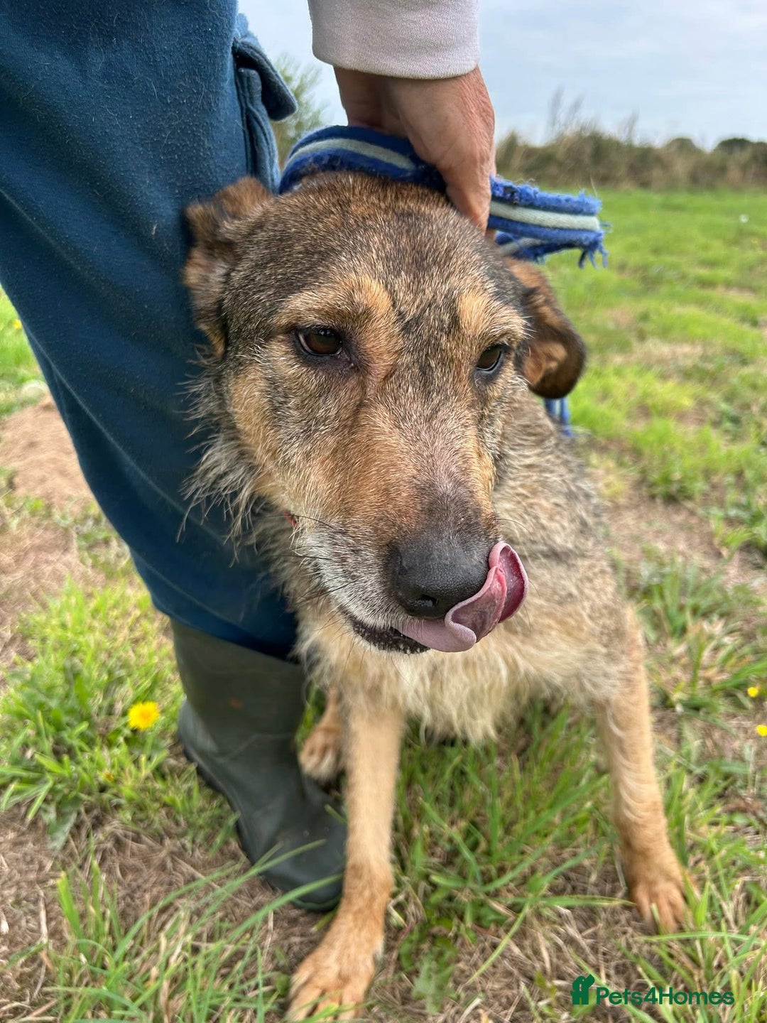Mixed Breed dogs for adoption: Dana (2) Norwich Norfolk  - Image 8