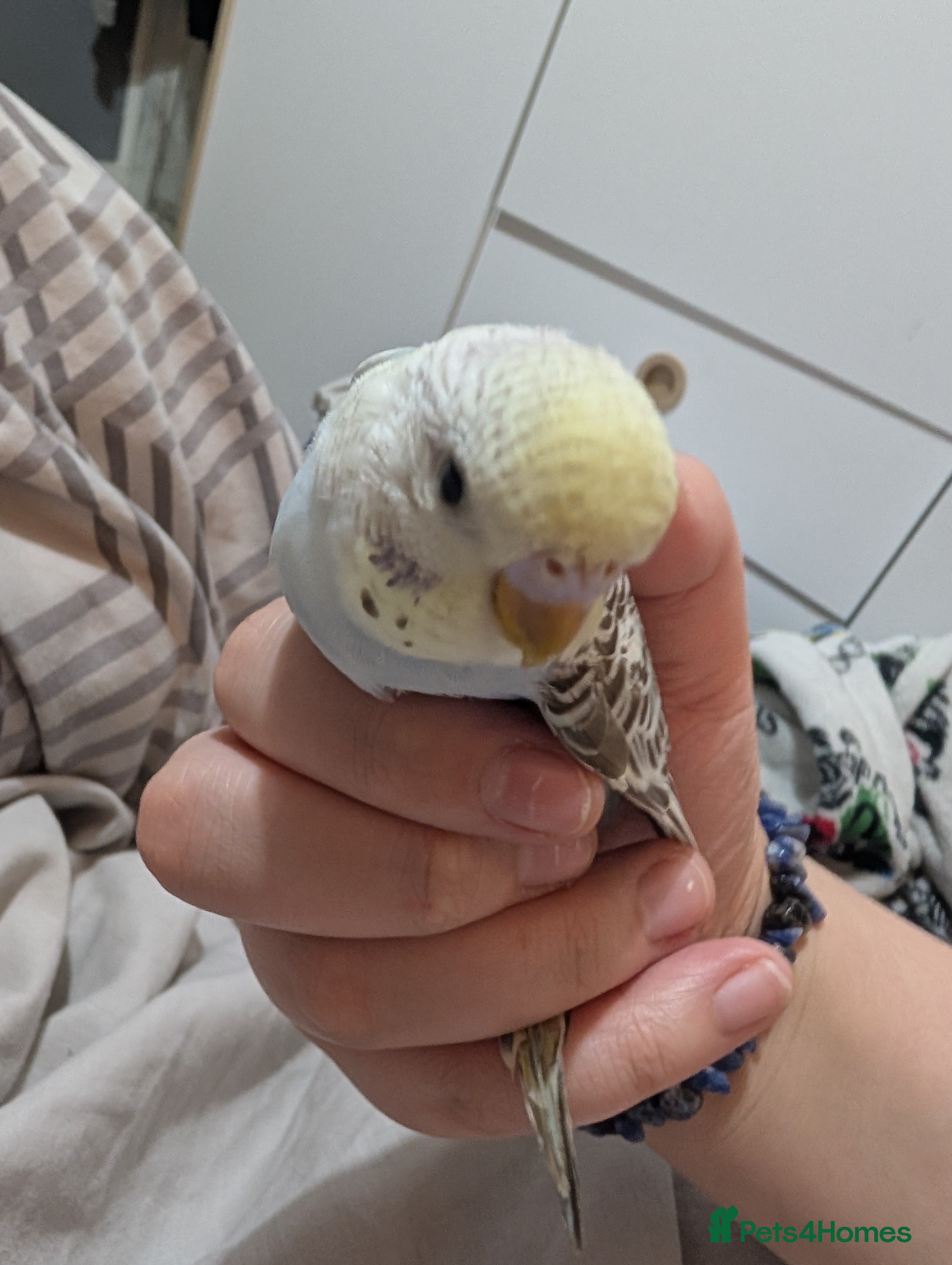 Budgerigars birds Cinnamon baby budgie  - Advert 18