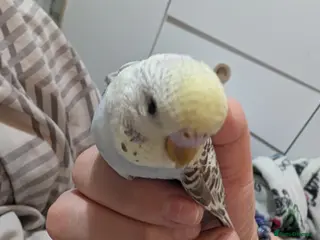 Budgerigars birds Cinnamon baby budgie - Advert 18