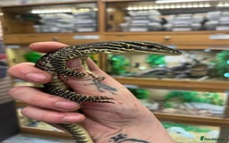 Monitor reptiles for sale: Baby Argus monitor  - Image 1