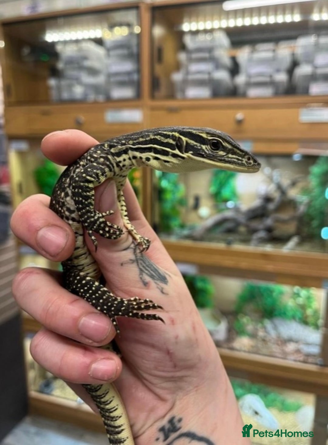 Monitor reptiles for sale: Baby Argus monitor  - Image 1