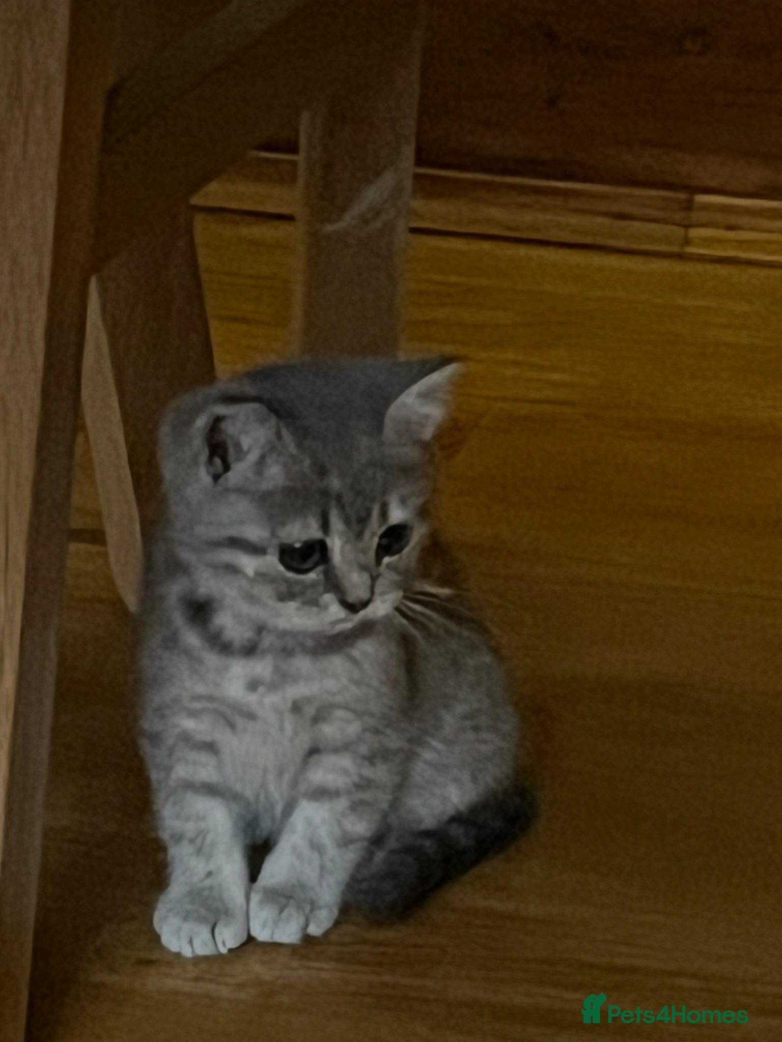 British Shorthair cats Grey Stripe Purebread British Shorthair - Advert 1