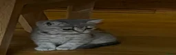 British Shorthair cats for sale: Grey Stripe Purebread British Shorthair in Derby - Advert 1