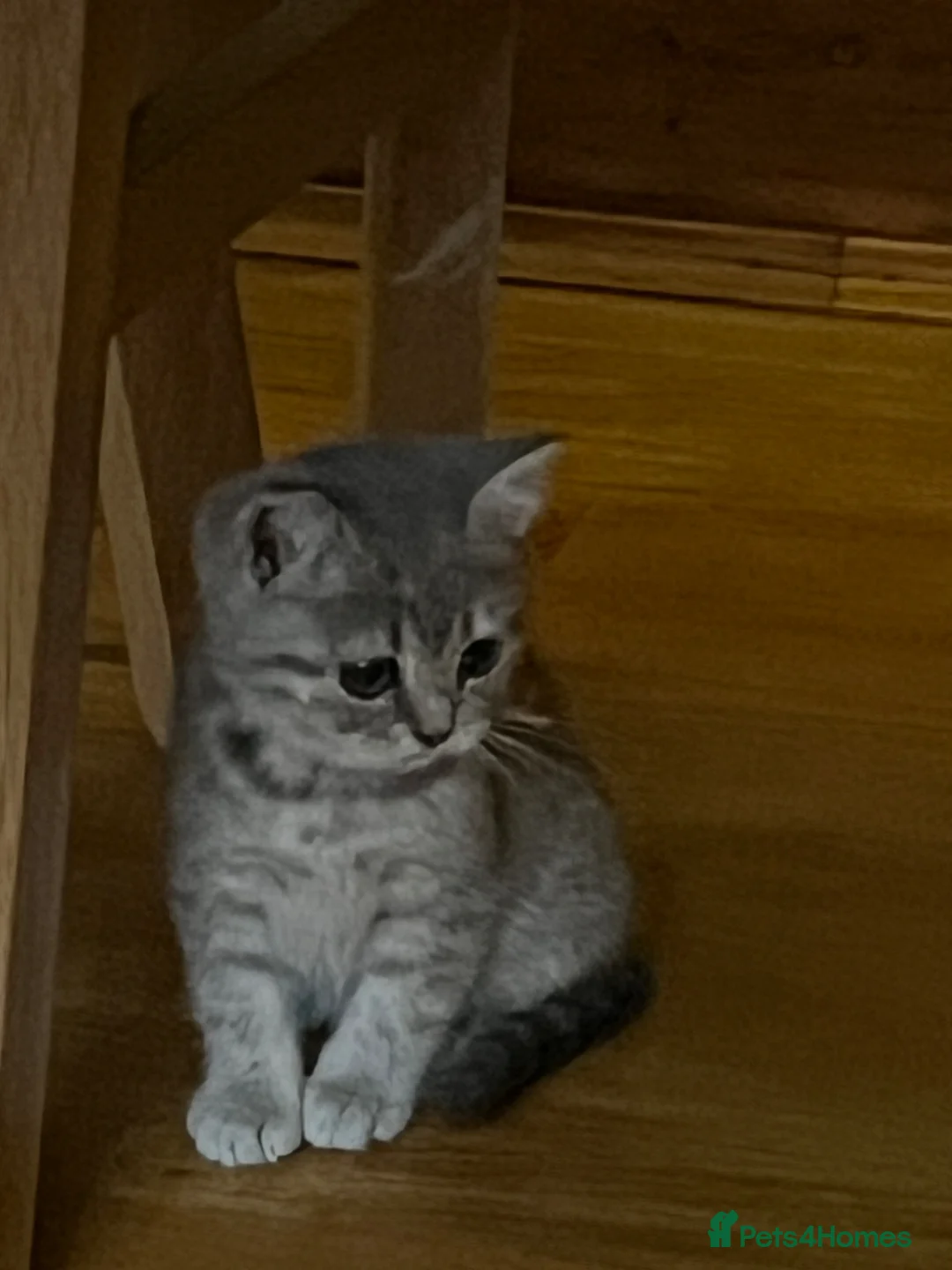British Shorthair cats for sale: Grey Stripe Purebread British Shorthair in Derby - Advert 1