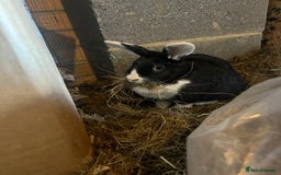 Mixed Breed rabbits for sale: Two female rabbits, can be sold separately  - Image 5