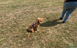 Cocker Spaniel dogs for sale: Simba - family cocker spaniel - Image 9