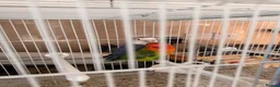 Lovebirds birds for sale: Pair of Lovebirds  - Advert 3