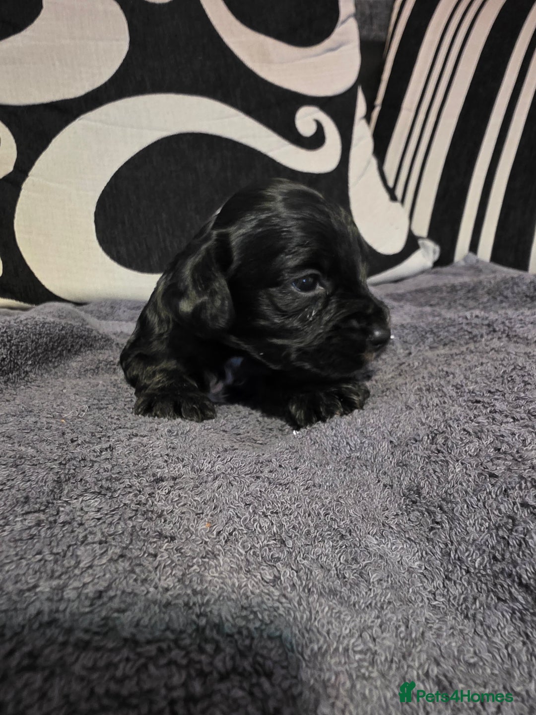 Cockapoo dogs for sale: F1B Cockapoo puppies - Advert 3