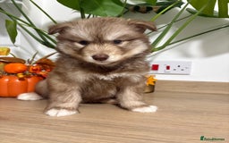 Siberian Husky dogs for sale: Last Female Siberian Husky Puppies - Advert 1