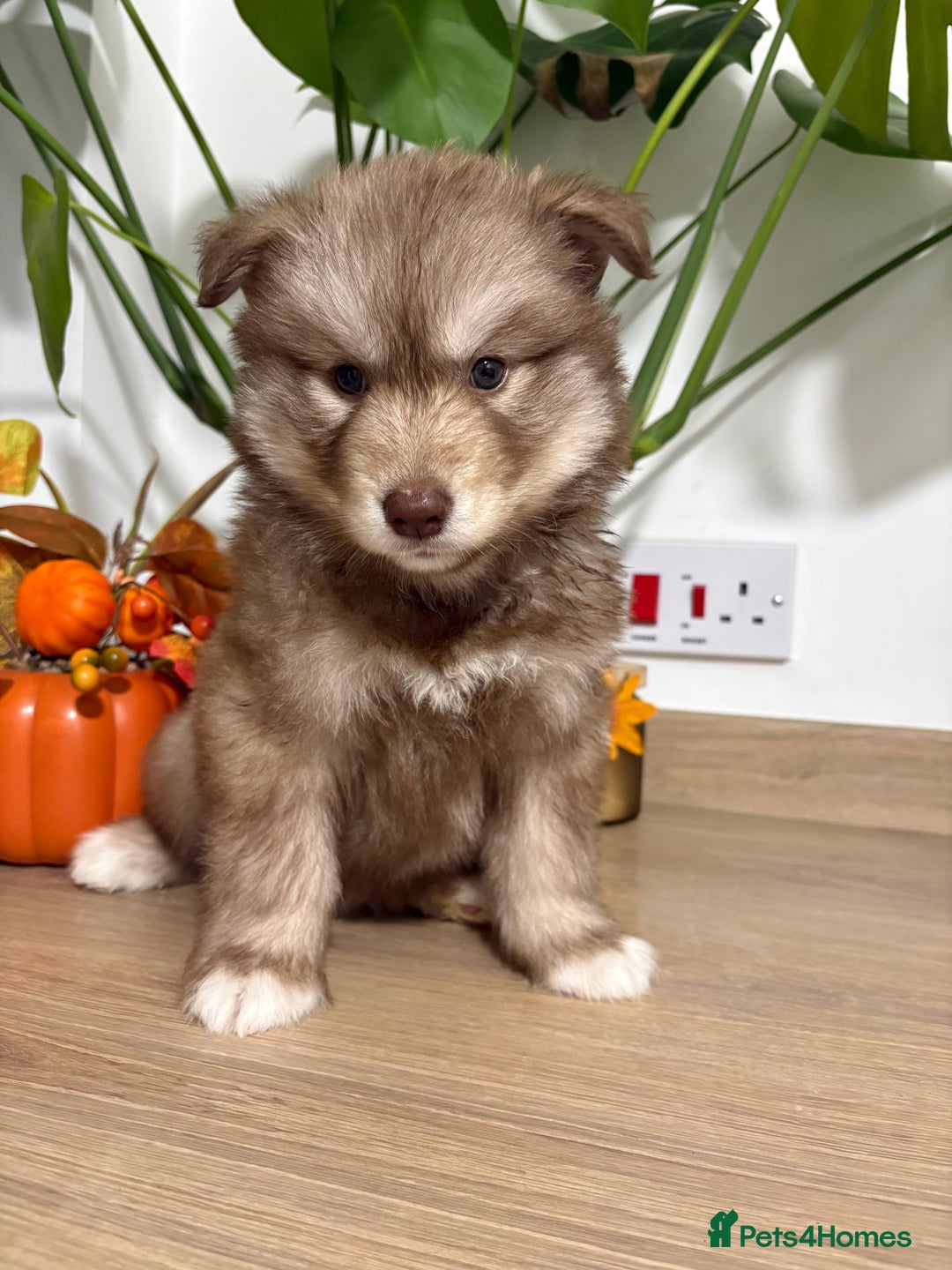 Siberian Husky dogs for sale: Last Female Siberian Husky Puppies - Advert 1